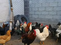 Brahma — Foto 2