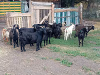 Goat, Alpine goat — photo 2