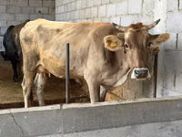 母牛, Swiss cattle — 照片 4