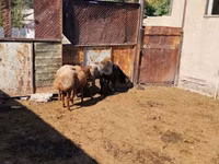 Widder, Rhon sheep — Foto 6