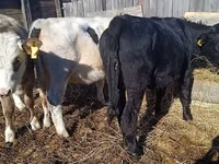 母牛, Cattle — 照片 3