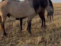 Hengst, Bashkir horse — Foto 2