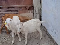 母山羊, Goats — 照片 1