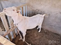 Ziegenbock, Saanen goat — Foto 5