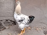 Chickens — Foto 4
