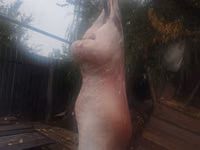 公羊, Sheep — 照片 5