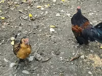 Chickens — 3-rasm