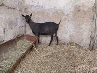 Ziege, Murcia-Granada goats — Foto 7