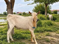 تيس, Saanen goat — الصورة 1