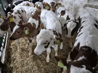 Bull, Simmental cattle — photo 2