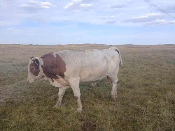 सांड, Simmental cattle