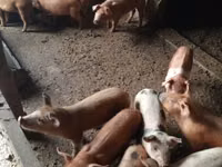 Eber, Schweine — Foto 5