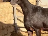 Widder, Hissar sheep — Foto 3