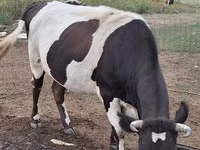 गाय, Simmental cattle — फ़ोटो 2