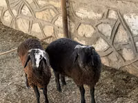 كبش, الأغنام — الصورة 3