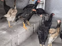 Chickens — Foto 4