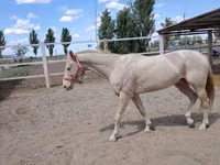 Hengst, Akhal-Teke — Foto 6