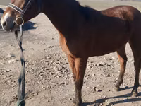 Hengst, Kazakh horse — Foto 1