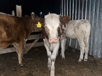 母牛, Simmental cattle — 照片 4