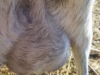 عنزة, Saanen goat — الصورة 5