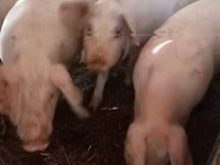 公猪, Pigs — 照片 2