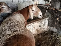 Qoʻchqor, Arashan sheep — 5-rasm