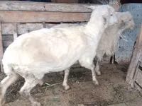 كبش, الأغنام — الصورة 2