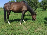 Stute, Akhal-Teke — Foto 2