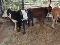 公牛, Cattle — 照片 1