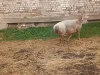 Schaf, Arashan sheep — Foto 2