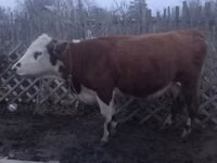 गाय, Latvian Blue cattle — फ़ोटो 4