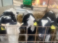 Bulle, Holstein-Rasse — Foto 1
