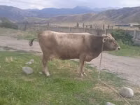 母牛, Cattle — 照片 1