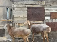 Овца, Эдильбай овца — фото 3