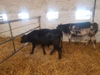 Rinder (Partie, Geschlecht nicht angegeben), Simmental cattle — Foto 5