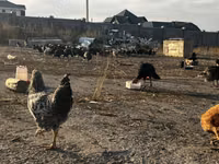 Chickens — الصورة 4
