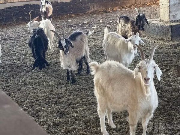 Ziege, Saanen goat — Usbekistan