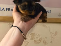 Cins: Yorkshire Terrier (yorki) balası Rəng: Qara‑tünd qəhvəyi (tan — photo 2