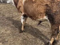 Bulle, Simmental cattle — Foto 1