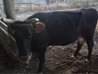 Cow, Latvian Blue cattle — photo 5