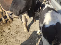 Kuh, Russian Black pied cattle — Foto 1