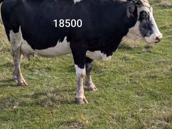 गाय, Russian Black pied cattle