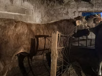 公牛, Swiss cattle — 照片 4
