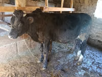 Buqa, Qoramol — 1-rasm