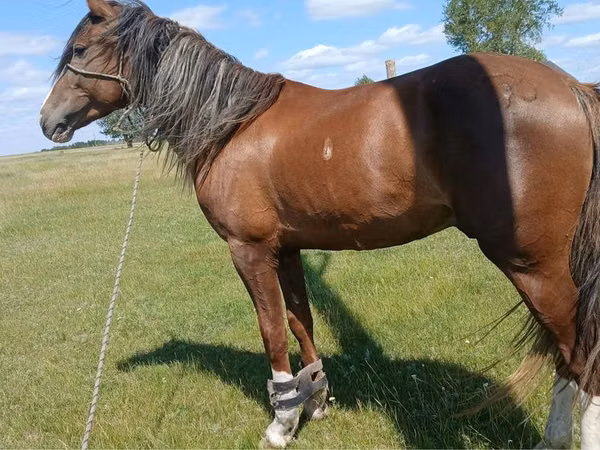 Hengst, Kazakh horse