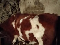 公牛, Simmental cattle — 照片 3