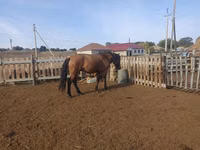 حصان, Mugalzhar horse — الصورة 1