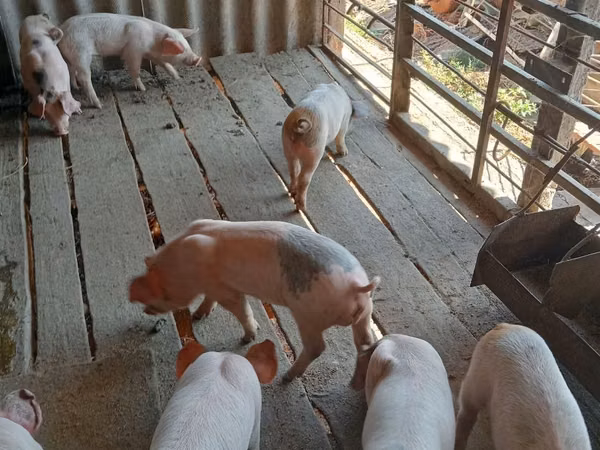 Eber, Schweine