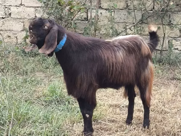 बकरा, Damask goat