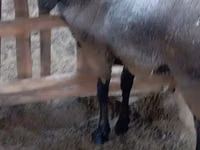 Widder, Romanov sheep — Foto 2